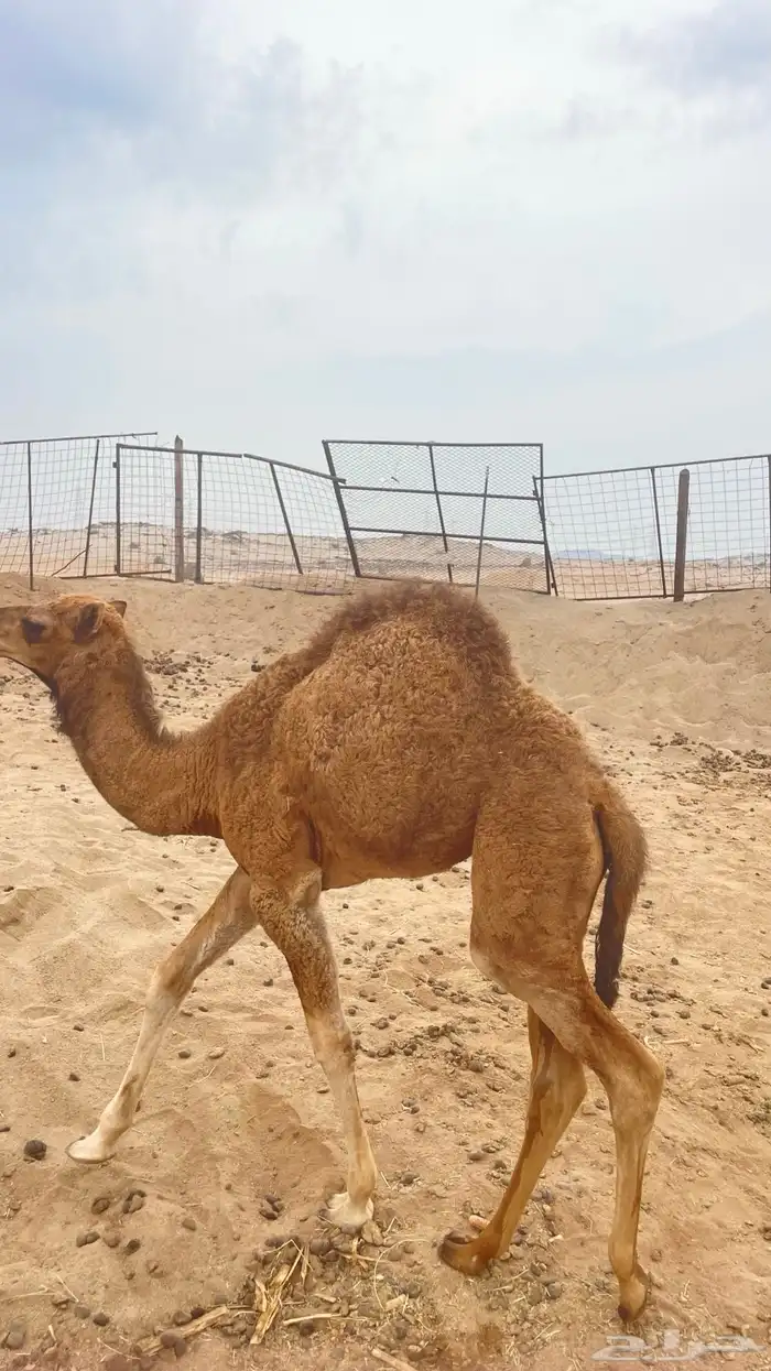 خلفه و ثنتين جنب سواحل طيبه 0