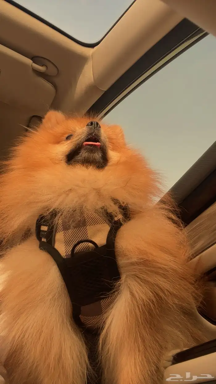 كلب بورميرانيان 0