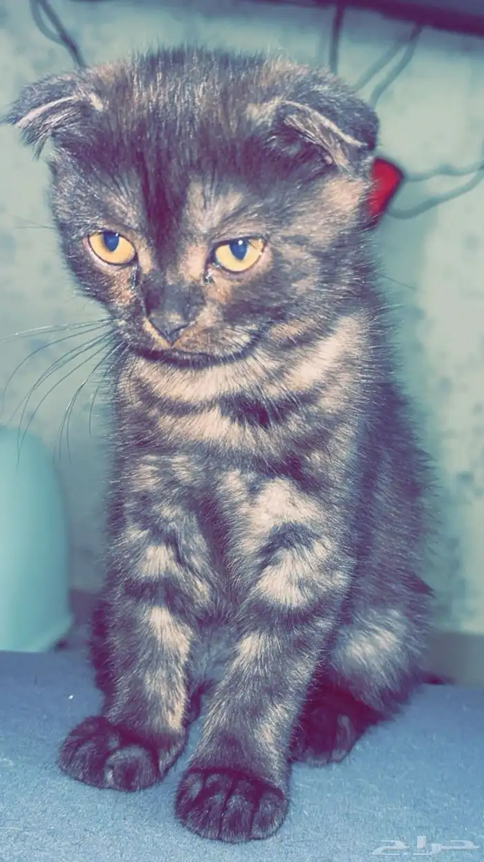 قط ذكر للتبني 1