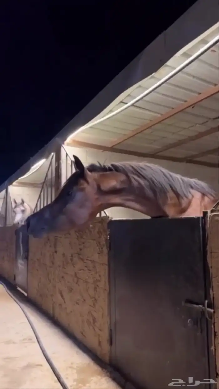 حصان ورق تشبيه لوجه الله 4