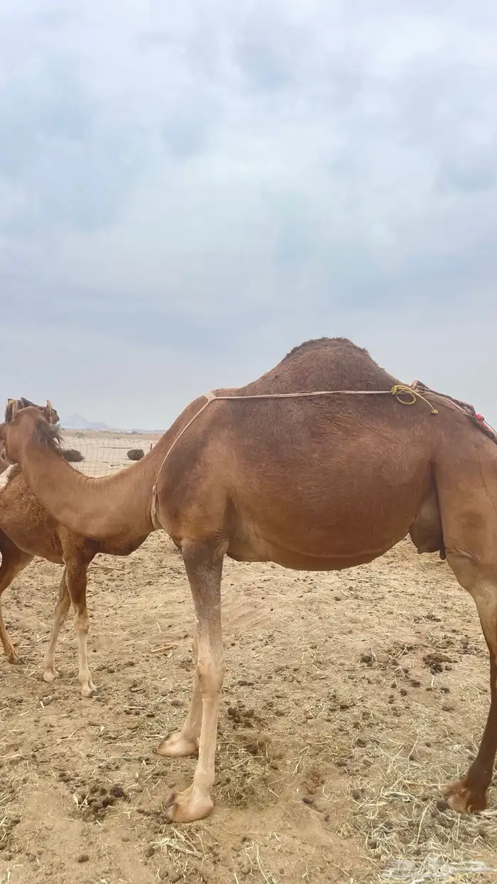 خلفه و ثنتين جنب سواحل طيبه 1