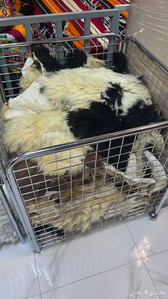 جاعد وفرو طبيعي وصناعي 2