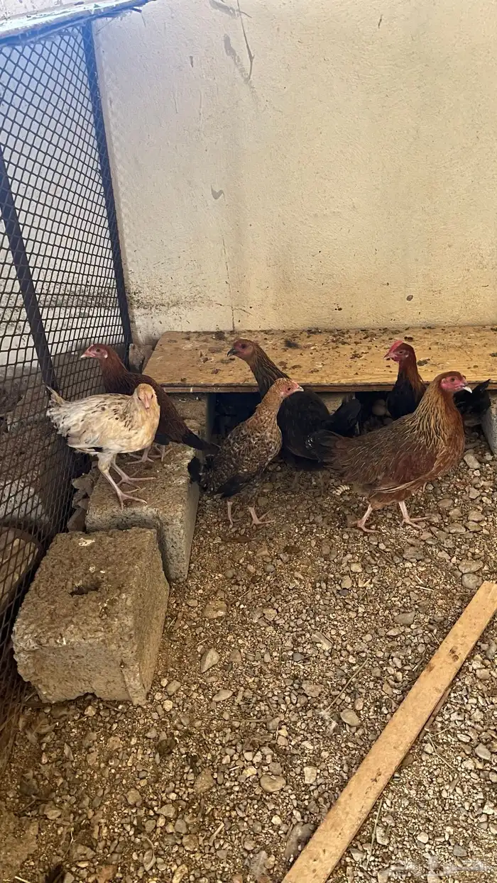 دجاج شرط كفو ديك صغير و5اناثي 0