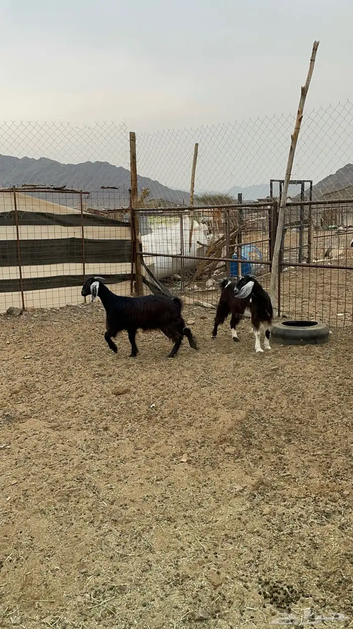 جفار ذبايح طيبه بالحيل(تم البيع) 3