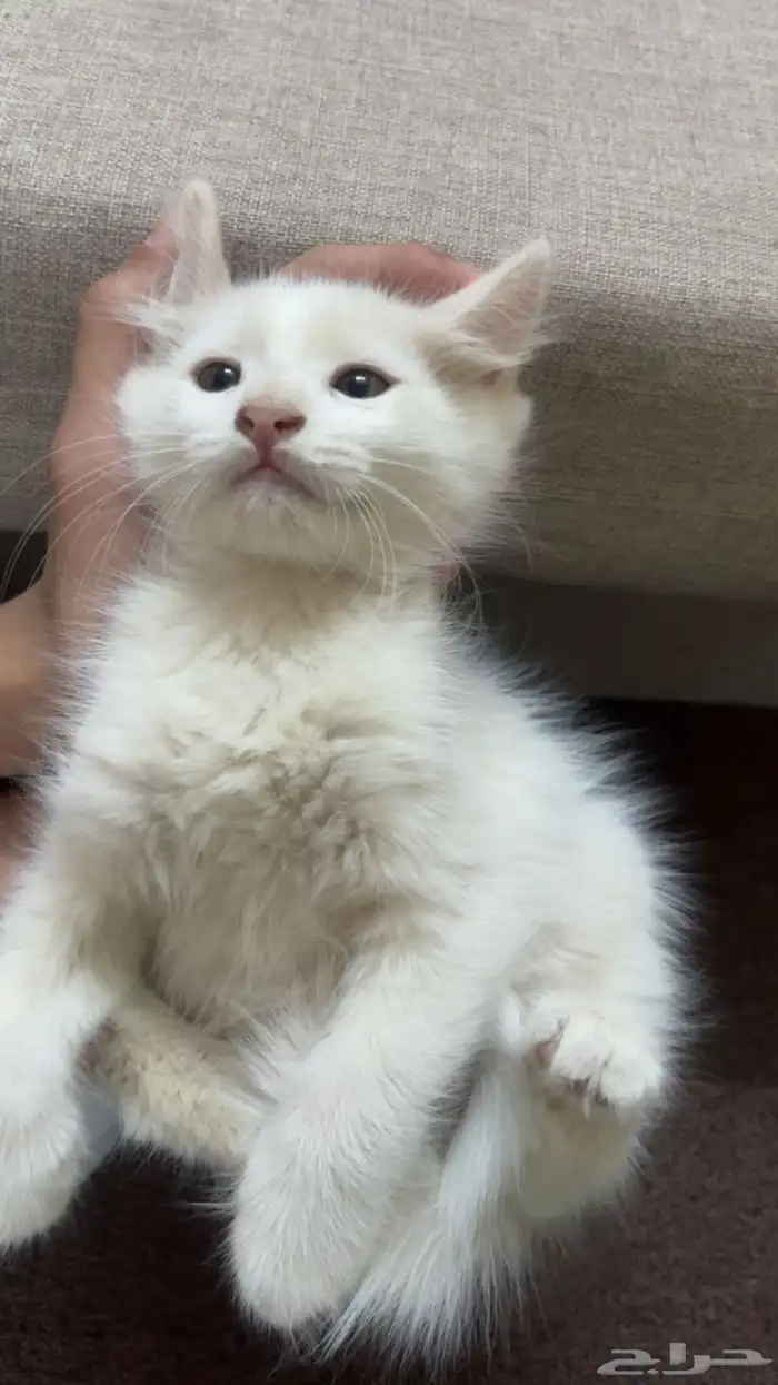 قطط لاتبني 1