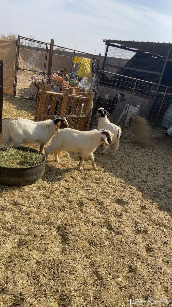 تيوس مشاريع فحول هجين بورقوت 1