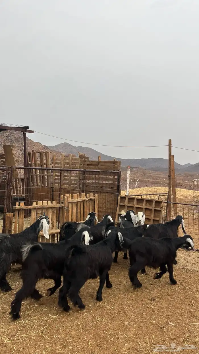 تيوس مخاصي جدعان نظاف شرط ذبائح 9