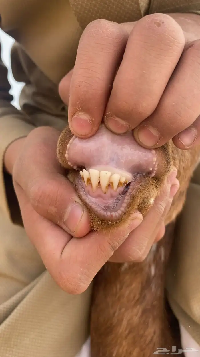 معزا جنوبيه مراح واحد 4