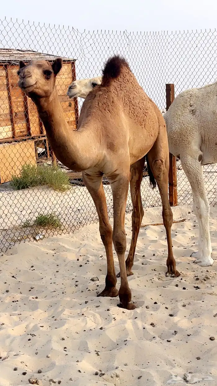 قعود حليب وبرسيم وشعير 0