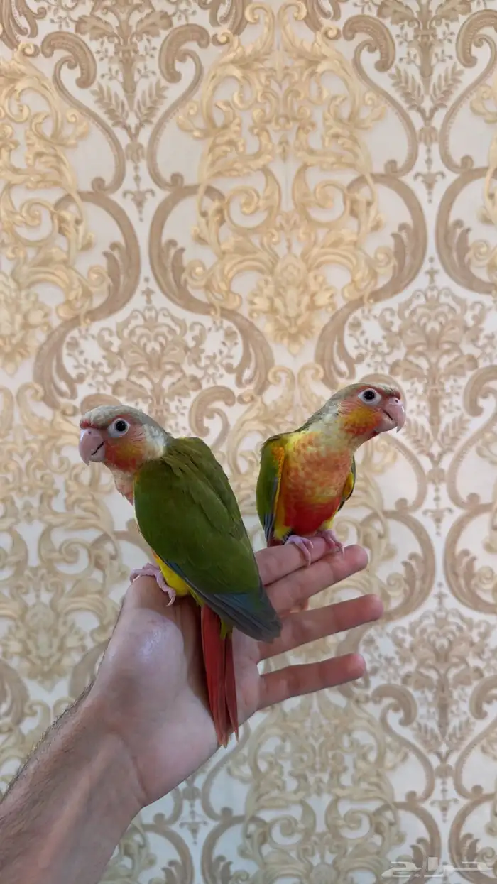 فروخ كنيور ريد فاكتور 0