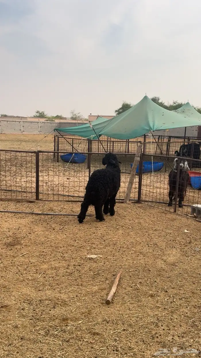 للبيع خروف عربي فل شحم مغلق 2