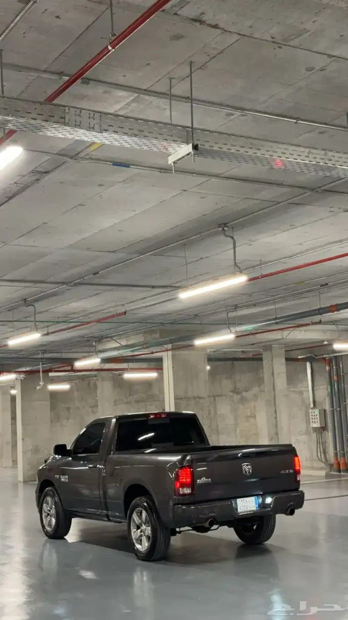 رام بق هورن نظيف للبيع 5