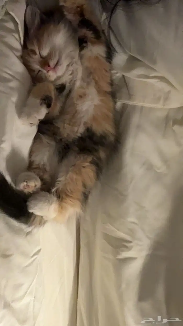 قطو للتبني 3