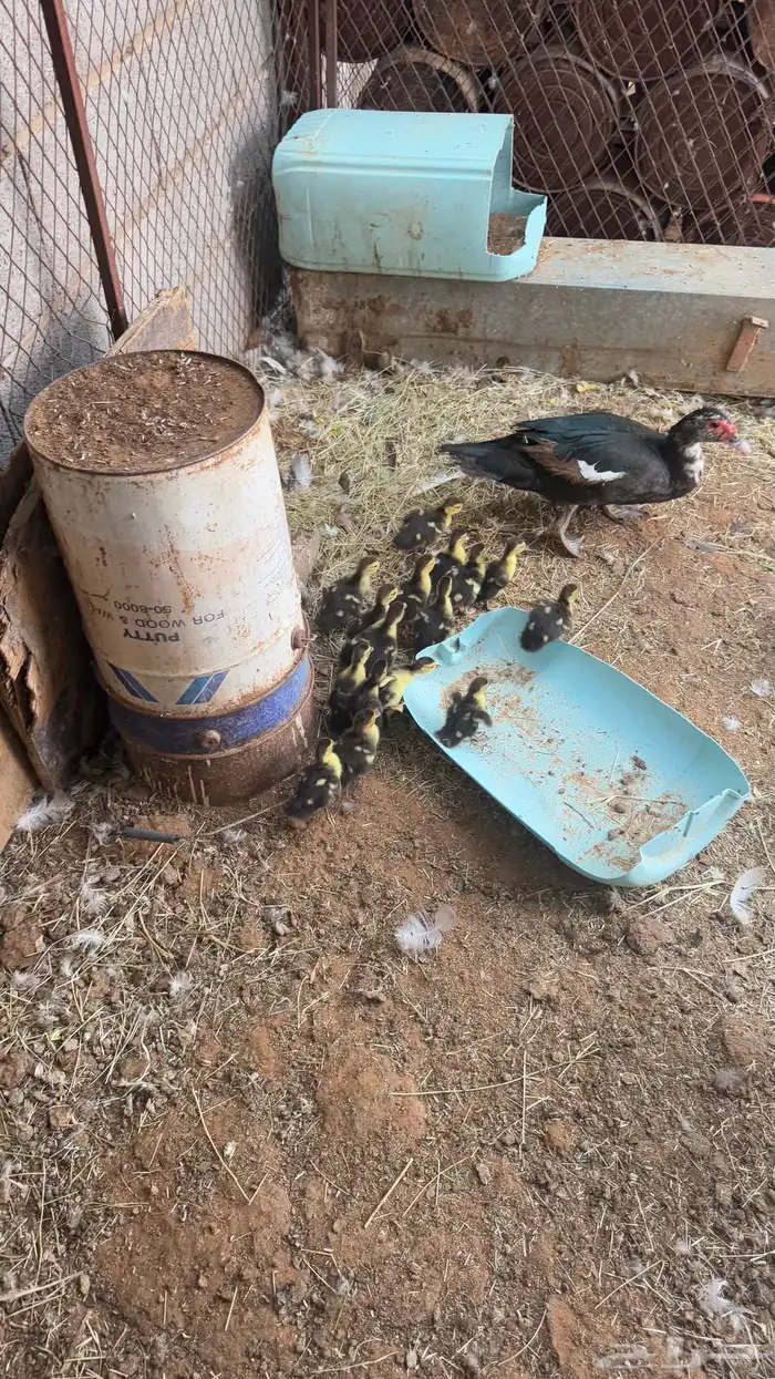 للبيع بط مصري مع فروخه 5