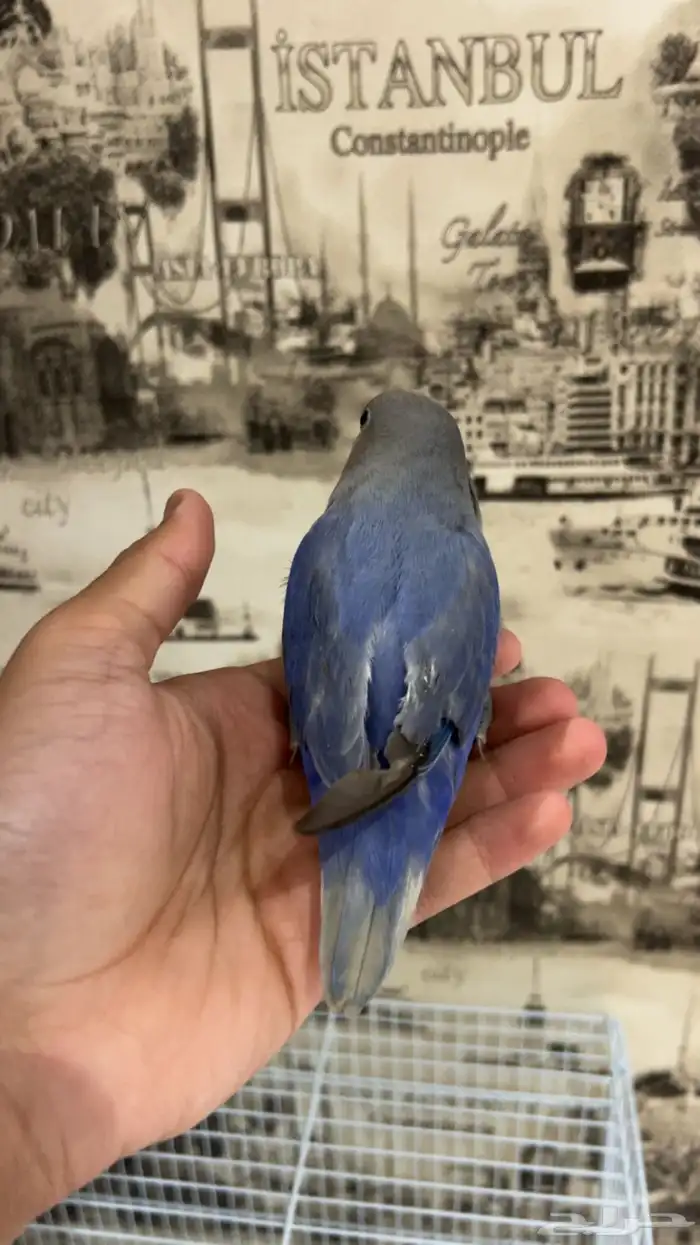 فرخ روز عمر 3 شهور 3