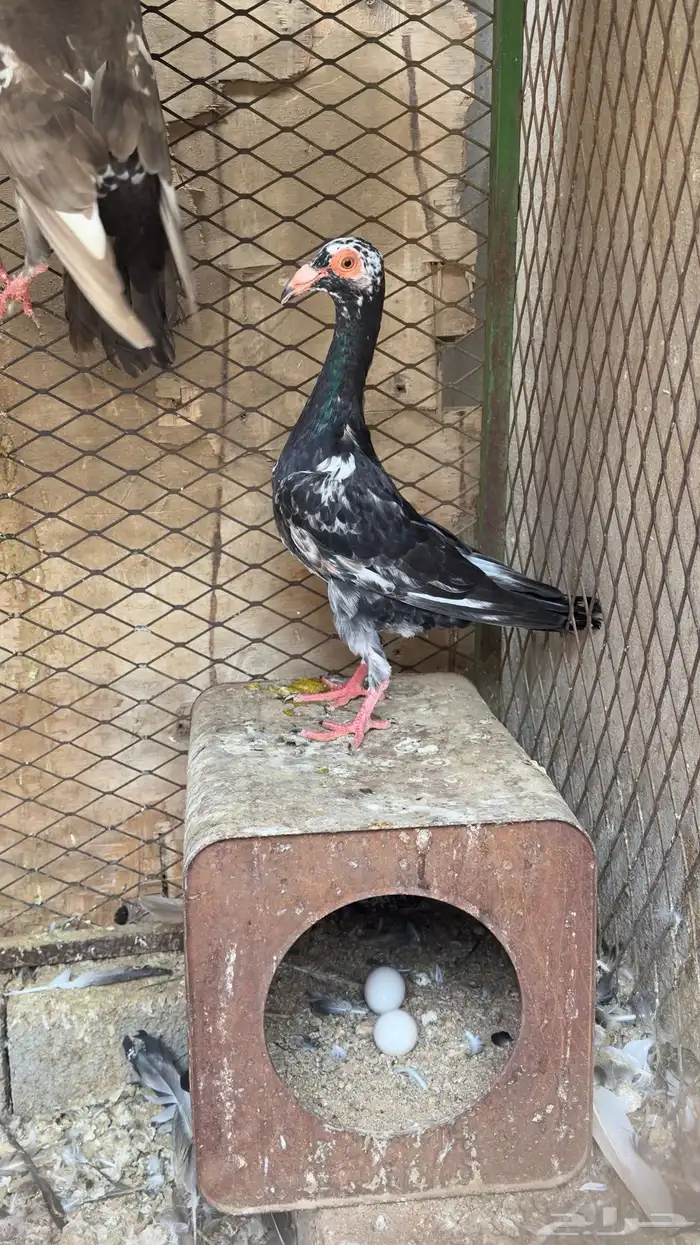 جوز كارير معه فرخ 1