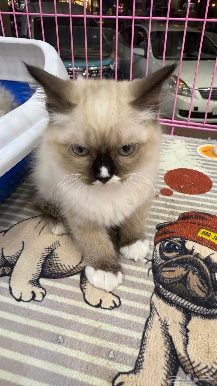 قطط انثى للبيع 3