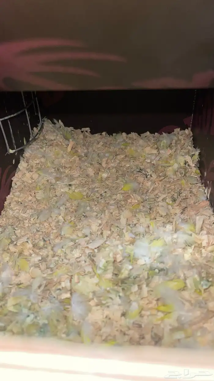 جوز كويكر لاتينو منتج 13