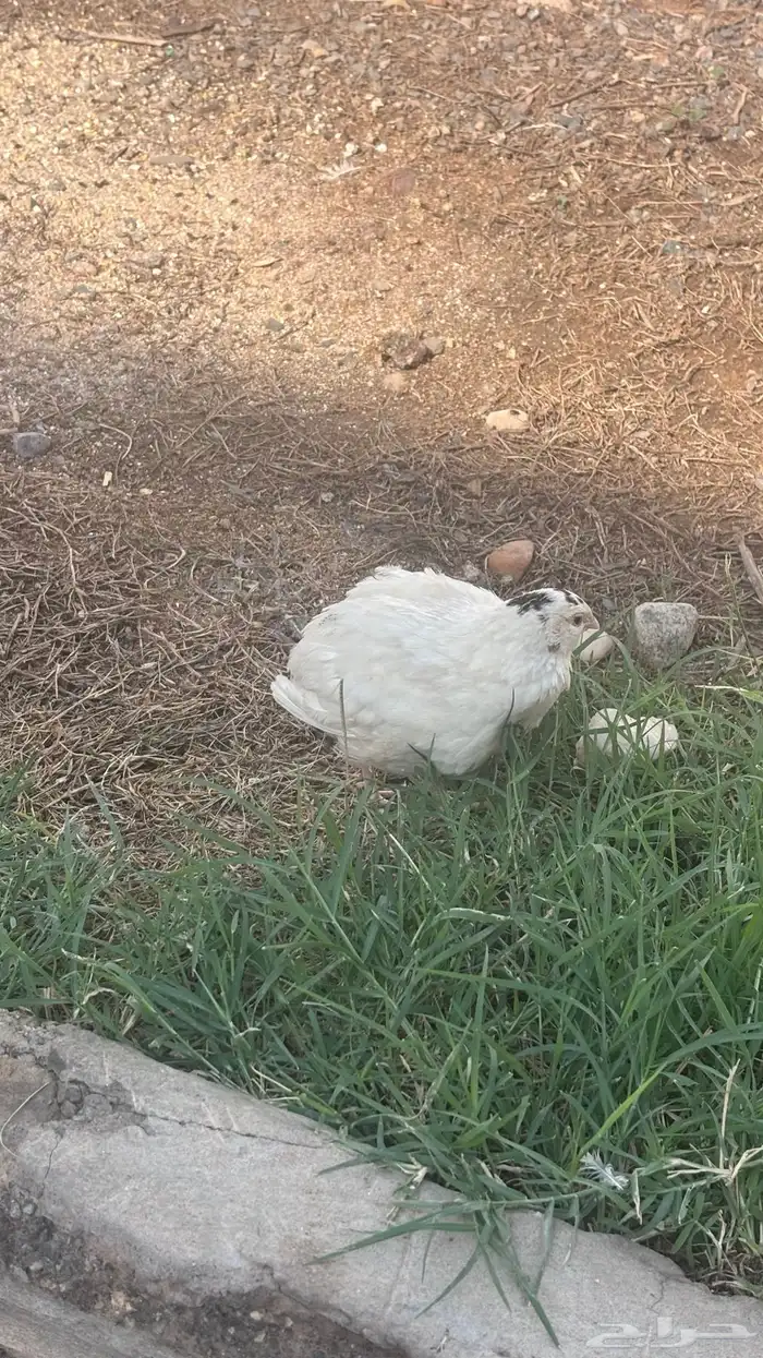 سمان تكساس بشاير 2