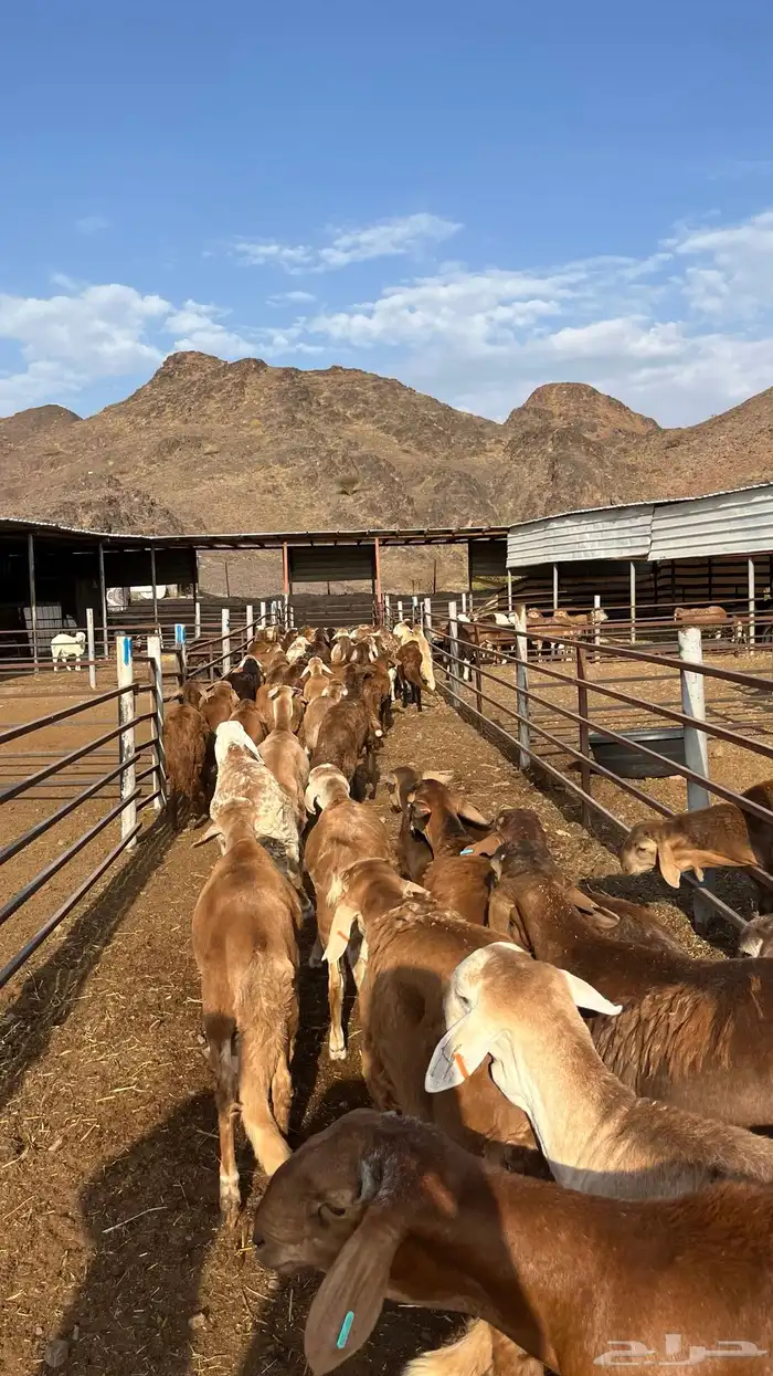 طليان سواكن جادعان حمري مرابى 6