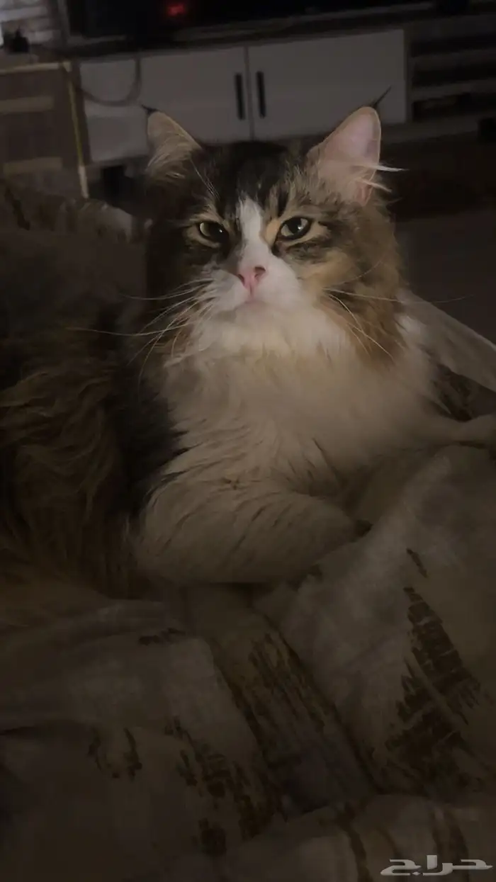 قطط تبني اعمارهم سنه ونص 9