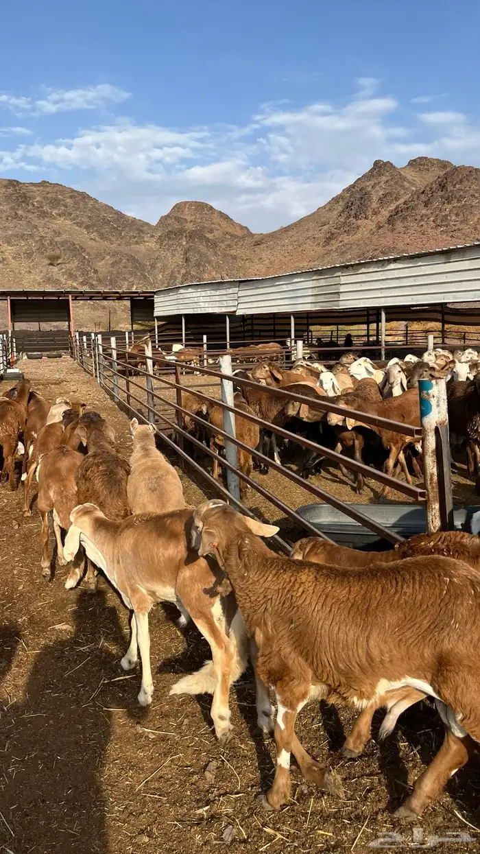 طليان سواكن جادعان حمري مرابى 23