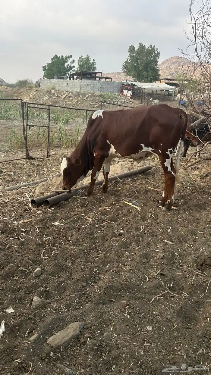 حسيل للبيع 1