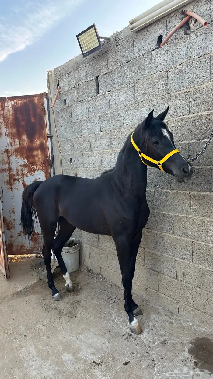 مهرة عربية 1