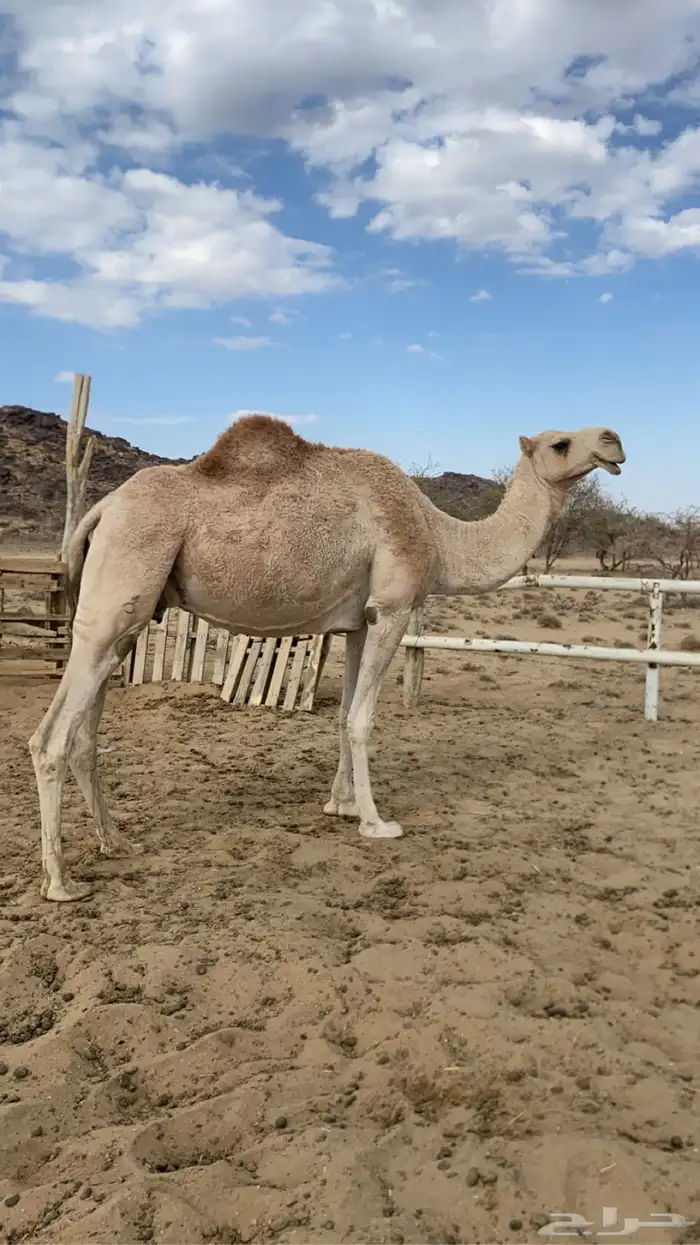 خلفة للبيع 2