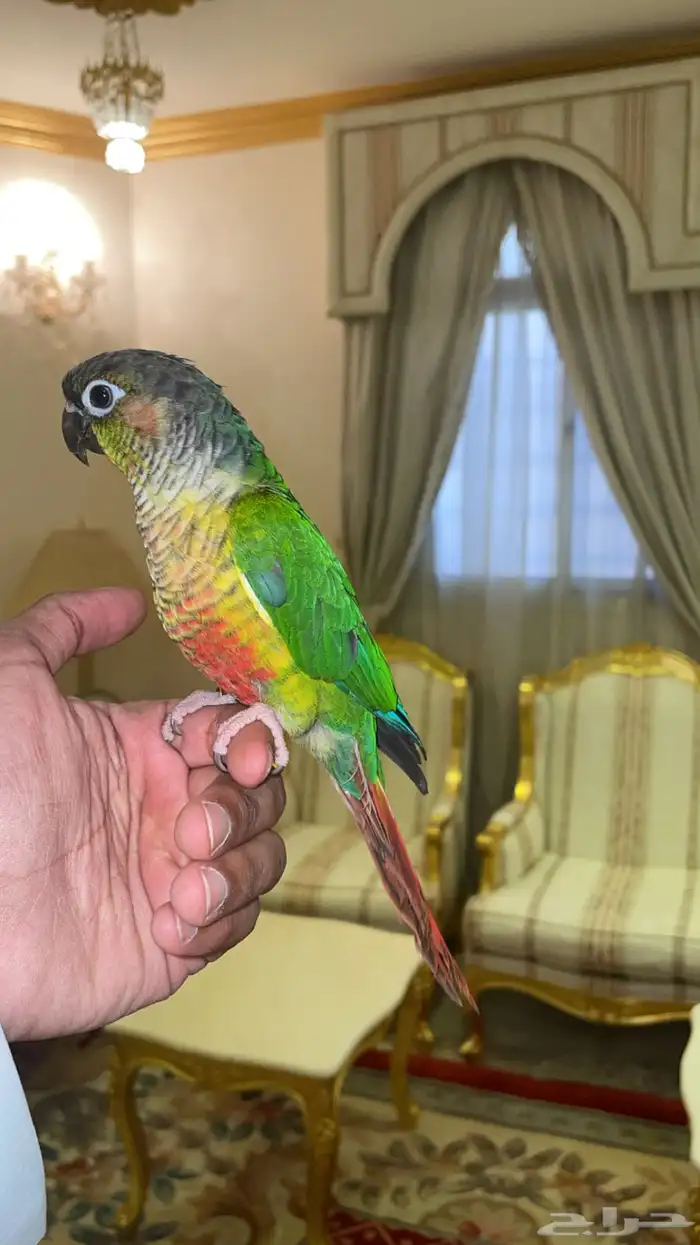 كنيور يلو سايد ((تم البيع )) فاخر من الاخر 3