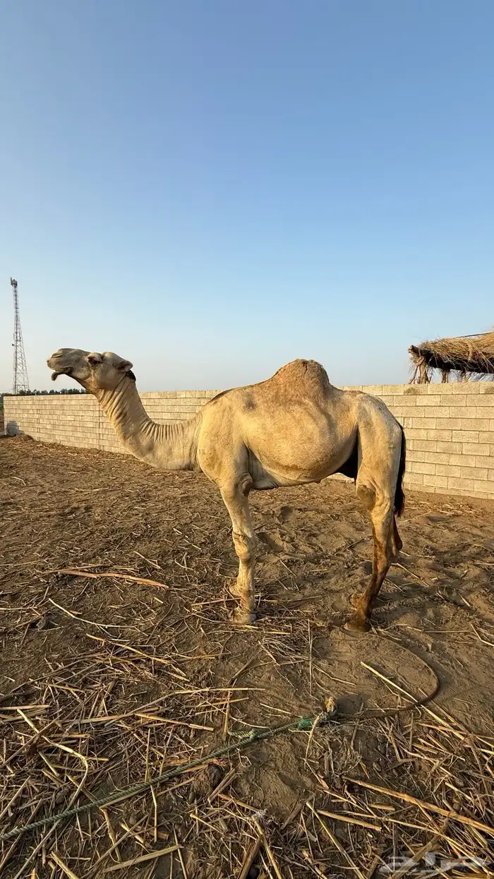 جمل اركي للبيع 3