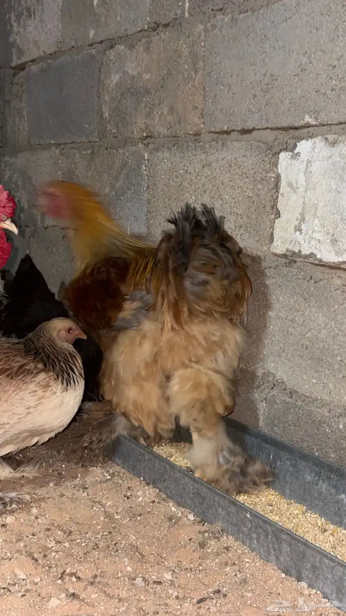 بيض مخصب براهما 6