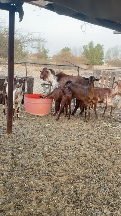 ماعز دهم وشح index