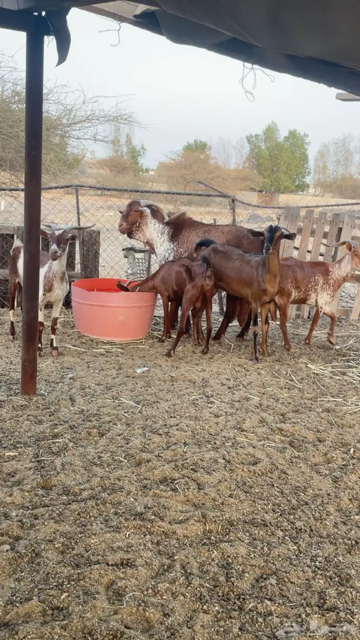 ماعز دهم وشح 2