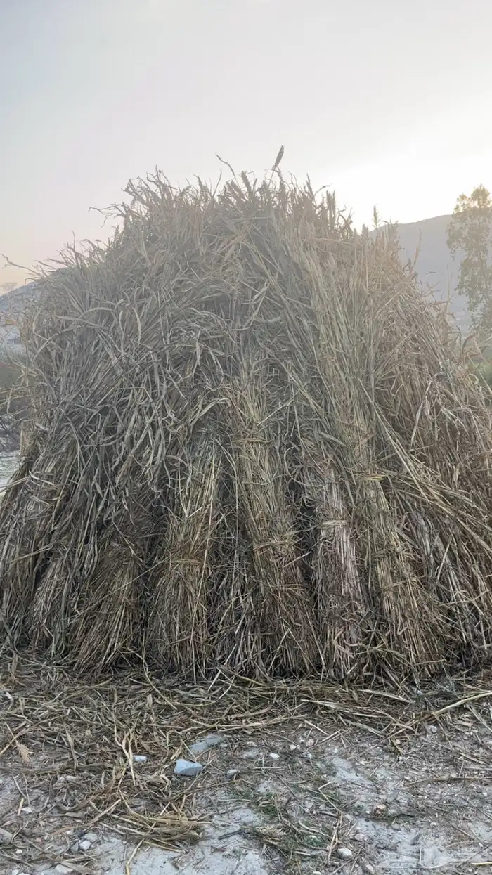 قصب للبيع ( تم البيع) 1