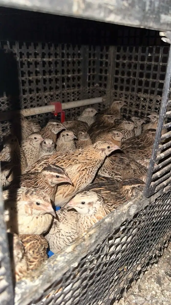 سمان للبيع 2