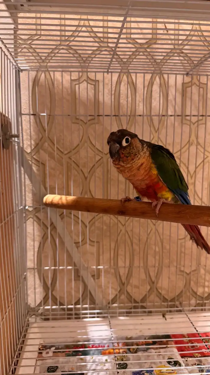 انثى كنيور يلو سايد رد فاكتور محلله 4