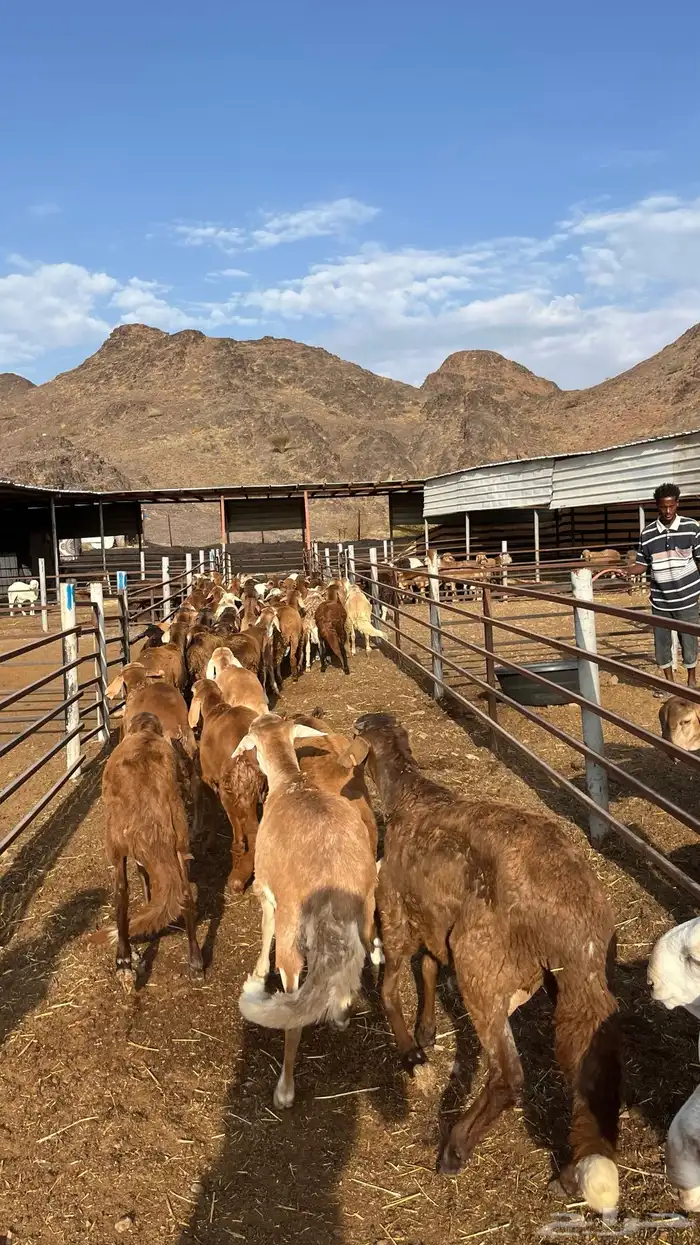 طليان سواكن جادعان حمري مرابى 9
