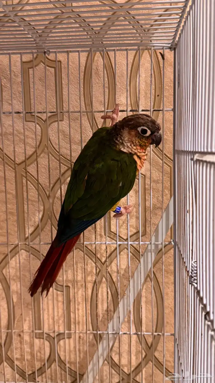 انثى كنيور يلو سايد رد فاكتور محلله 3