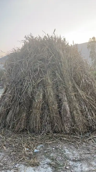 قصب للبيع index