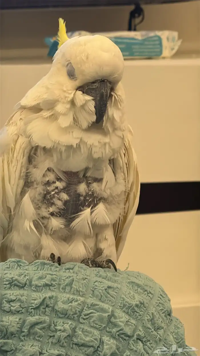 ببغاء كوكاتو 2