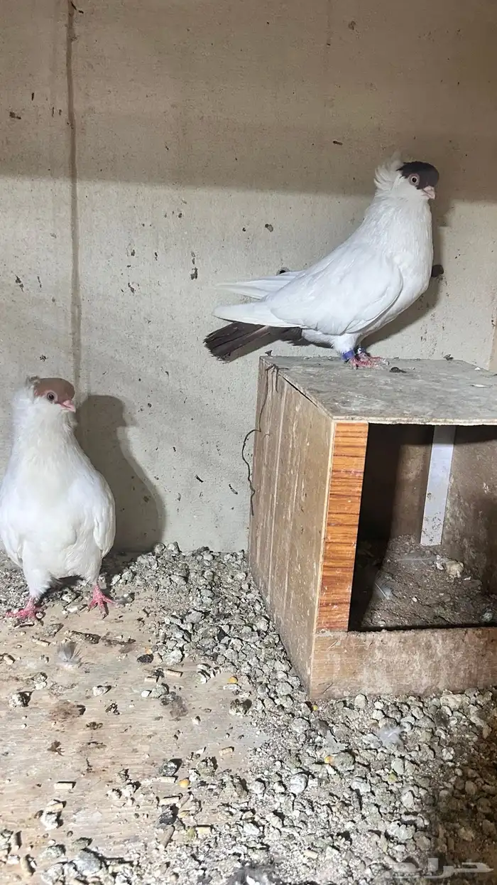 حمام ذكر وانثى هلمت اللون واضح 3