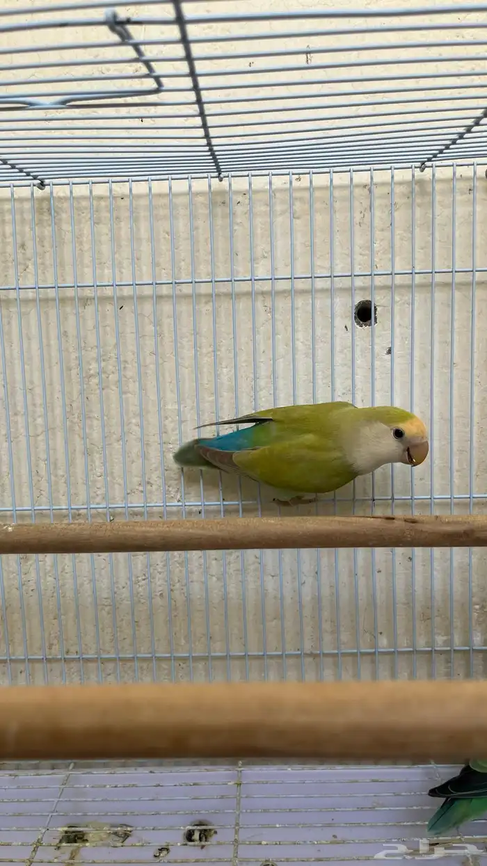 طيور زور للبيع 1