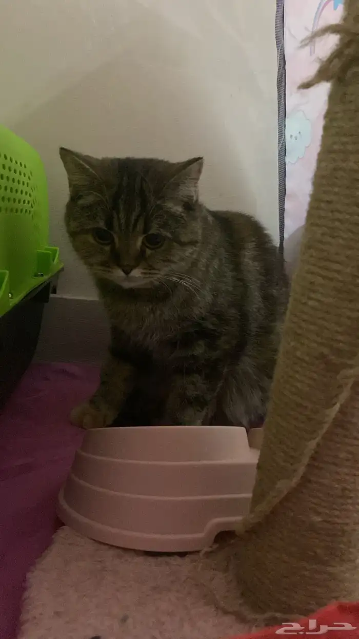 فندقة وحيوانات أليفه وقطط القصيم 7