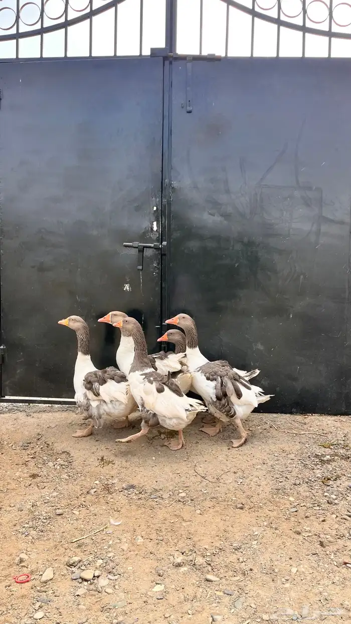 للبيع وز عراقي و مفتل 6