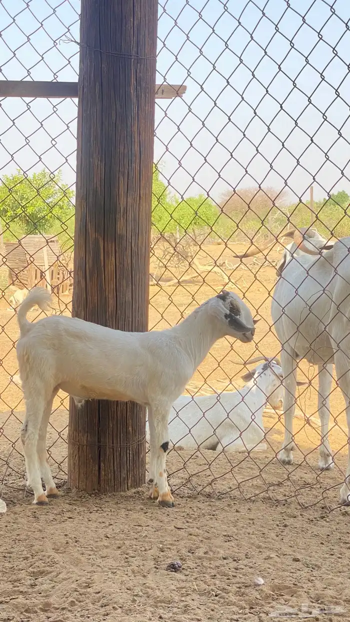 اثنين تيوس مشاريع 17