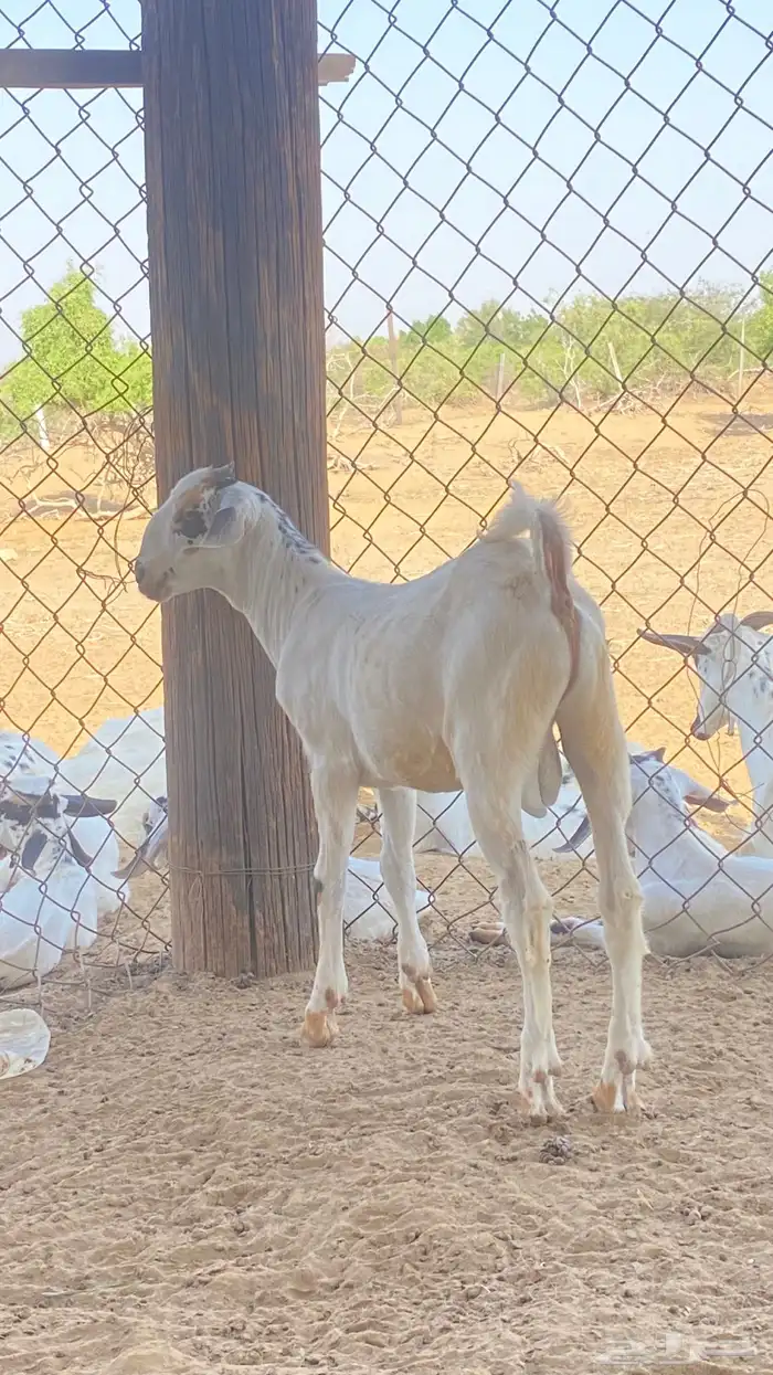 اثنين تيوس مشاريع 1