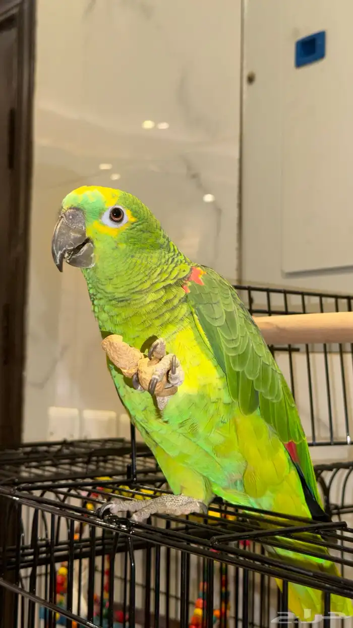 ببغاء امازوني بلوفرنتد جاكو 4