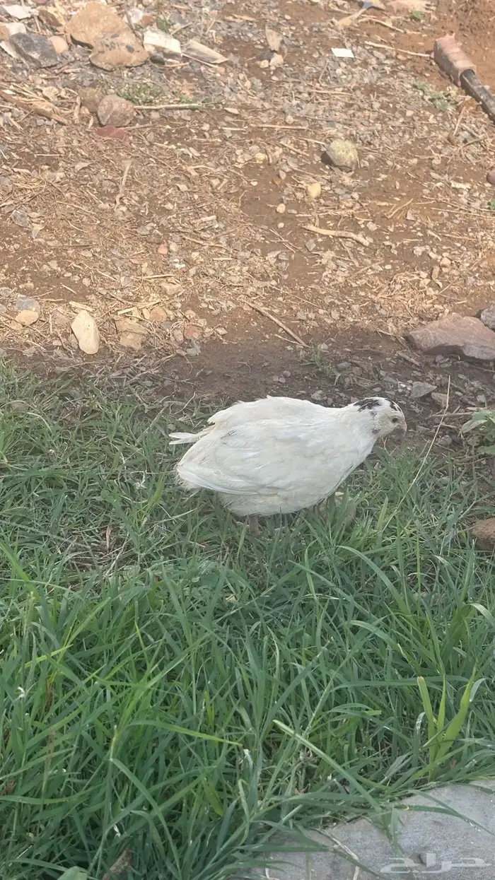 سمان تكساس بشاير 1