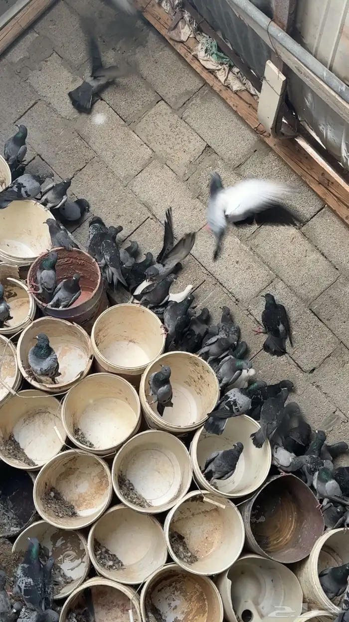 للبيع حمام دح قوي شرط الصحة ونشاط العدد تقريبا 300 جوز 1